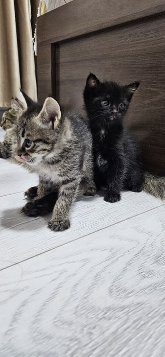 Пышыклар сатылады 50,000