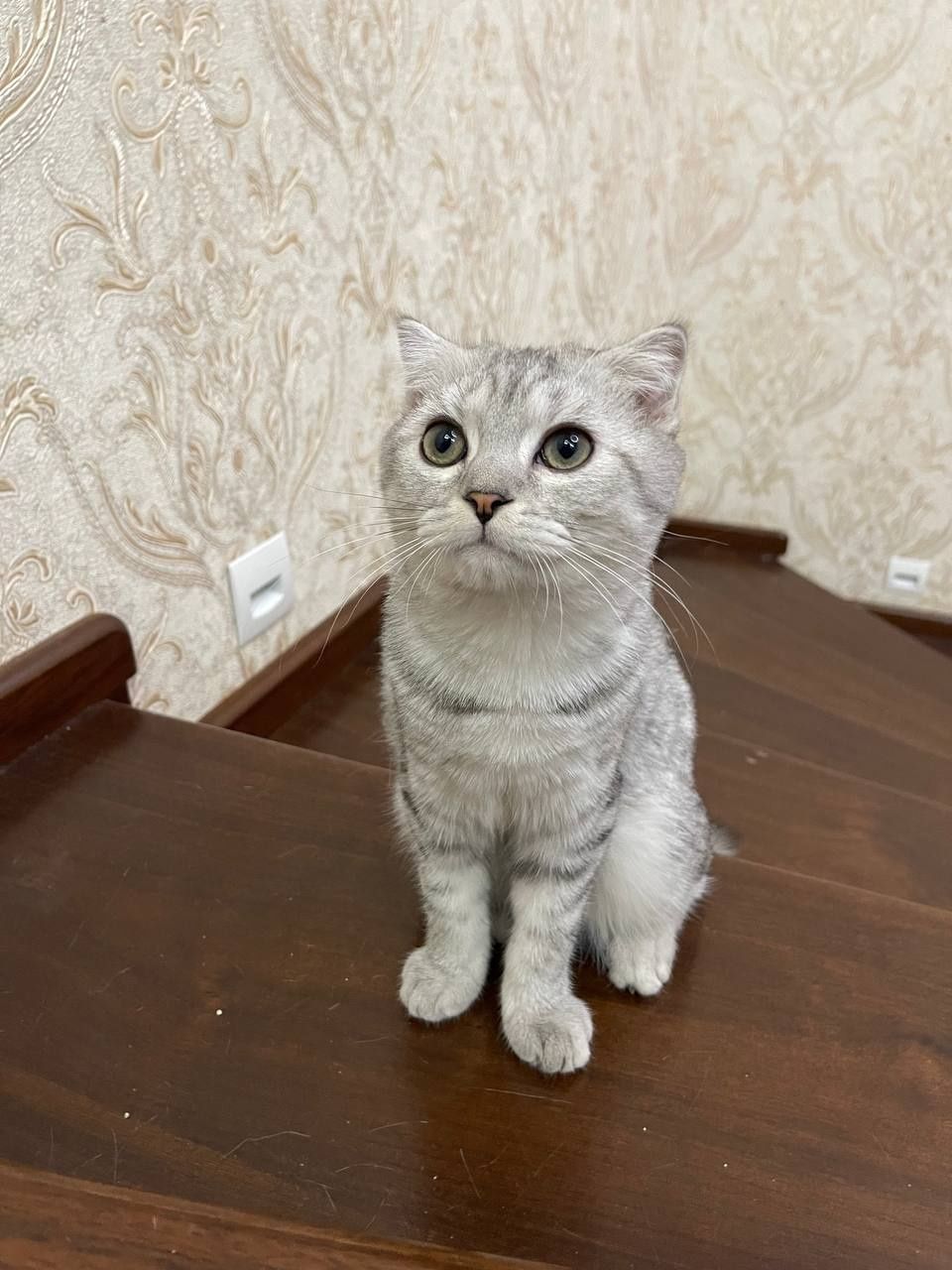 Продаются котята