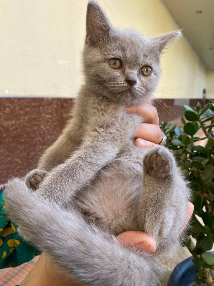 Чистокровные котята скоттиш страйт