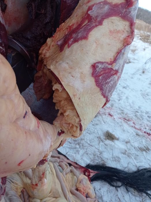 Продам мясо конины