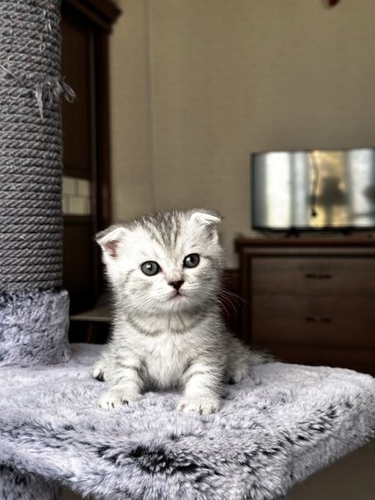 Ищете пушистого друга? Шотландские котята!