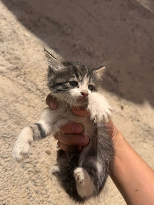 Котята в добрые руки!