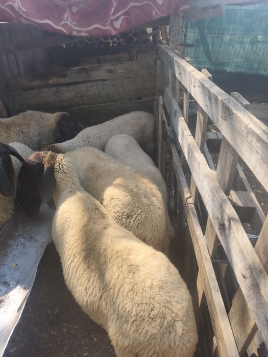 Miele carabase  bune de prăsilă