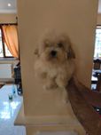 Pui Maltipoo femela