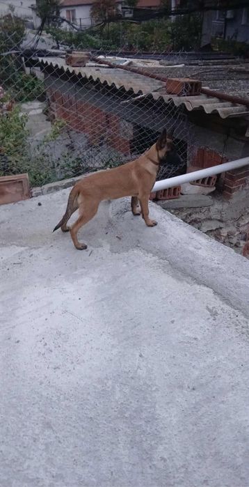 Белгийска Овчарка Женска малиноа