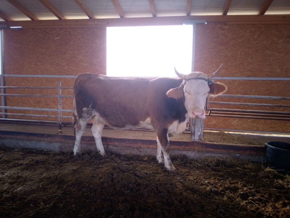 Vand vaca baltata romaneasca gestanta!