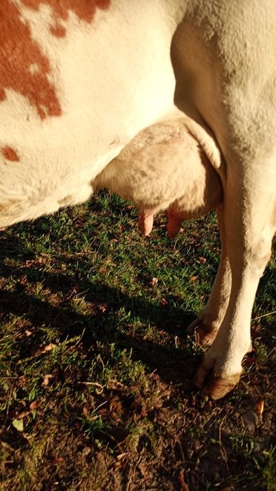 Vaca de vînzare!
