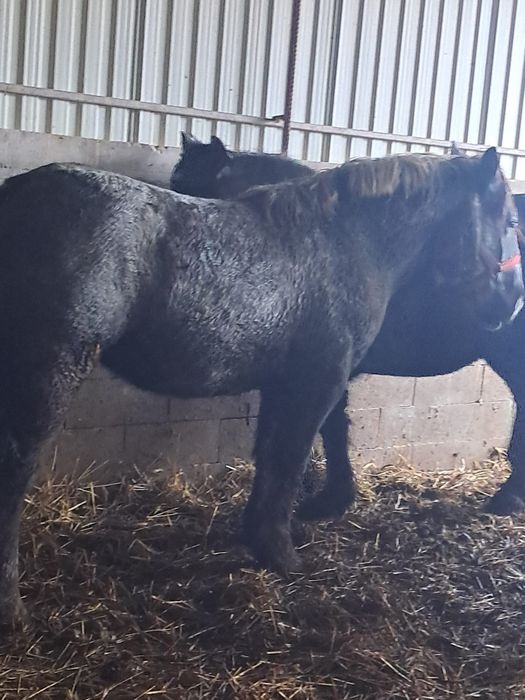 Vând sau schimb manzi cu vaci reforme