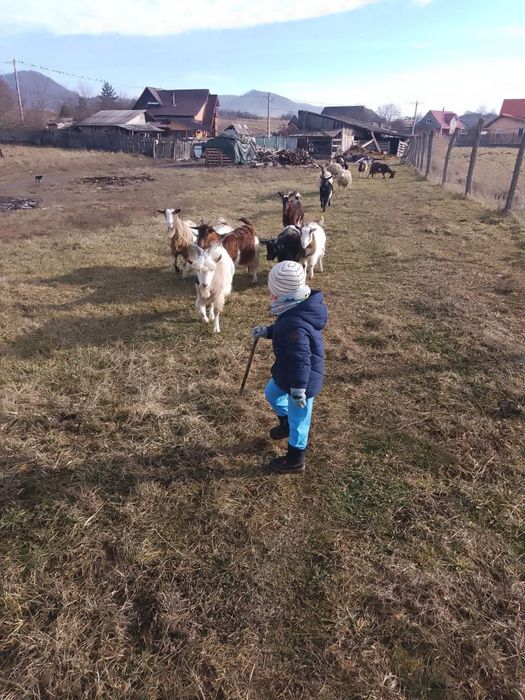 Vând 13 capre,preț 400 lei bucata  negociabil