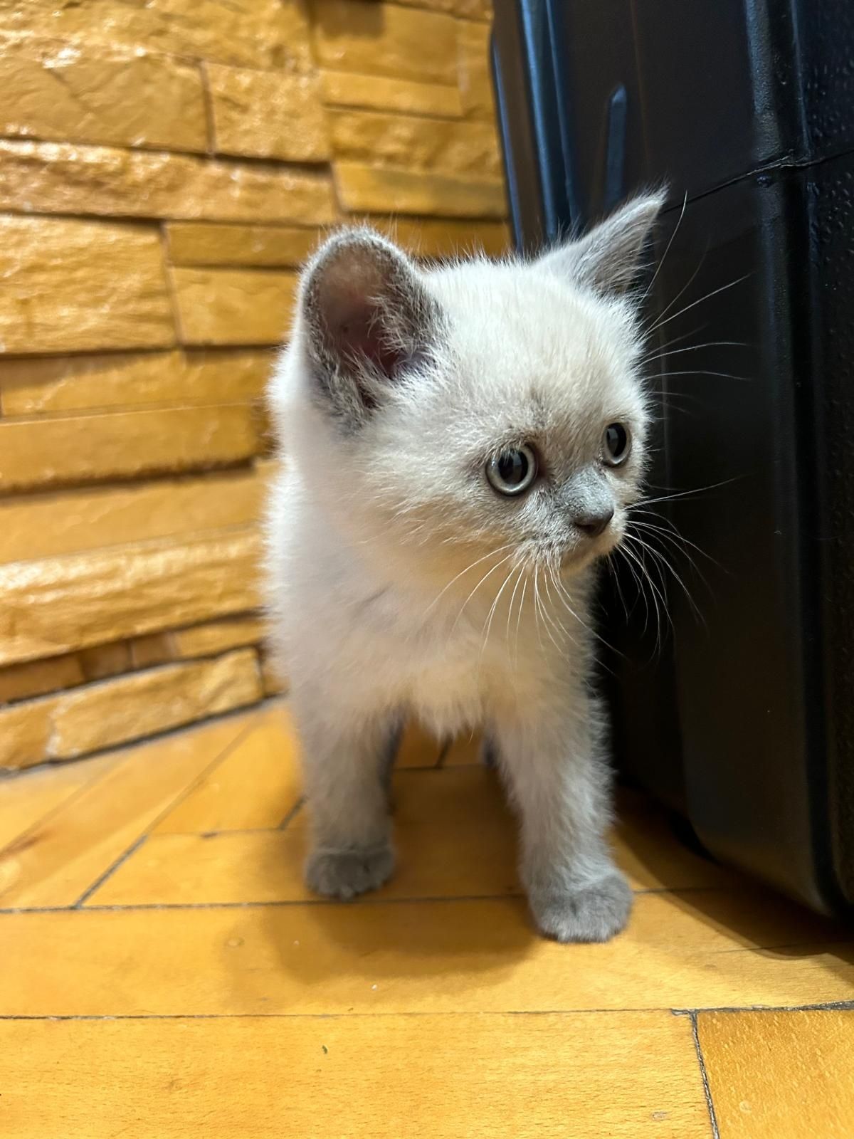 Pui British Shorthair