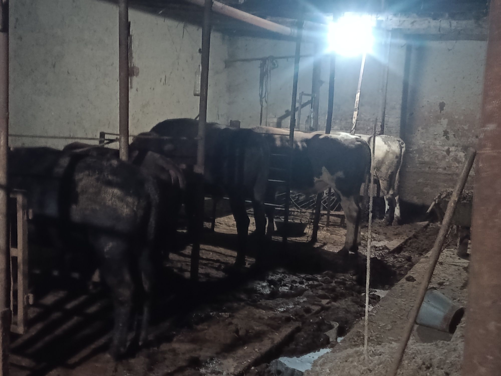 Buqa va Sigir Sotiladi 20 mln dan 40 mlngacha