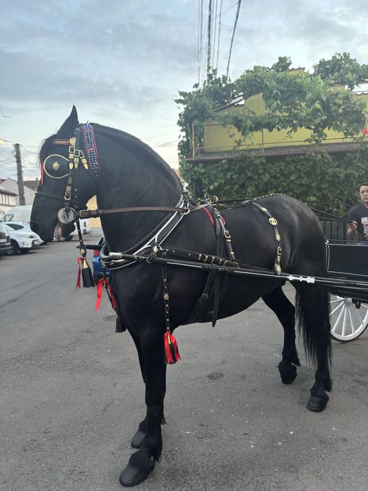 •//cal frizian de vanzare •\\