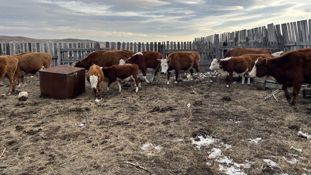 Продам Коров с падсосными телятами