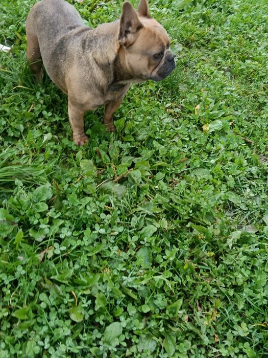 Femela buldog francez