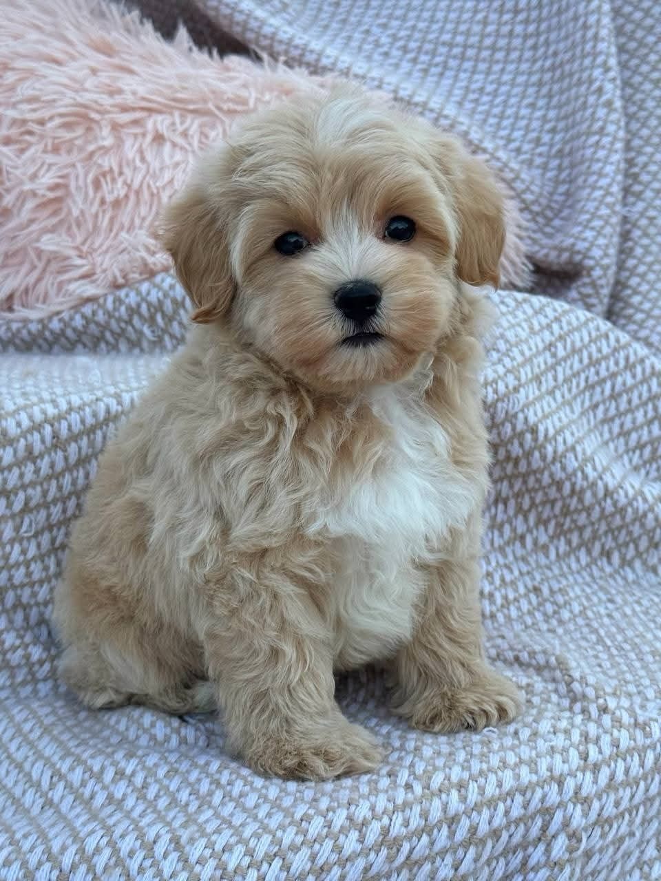 Maltipoo poodle mini toy