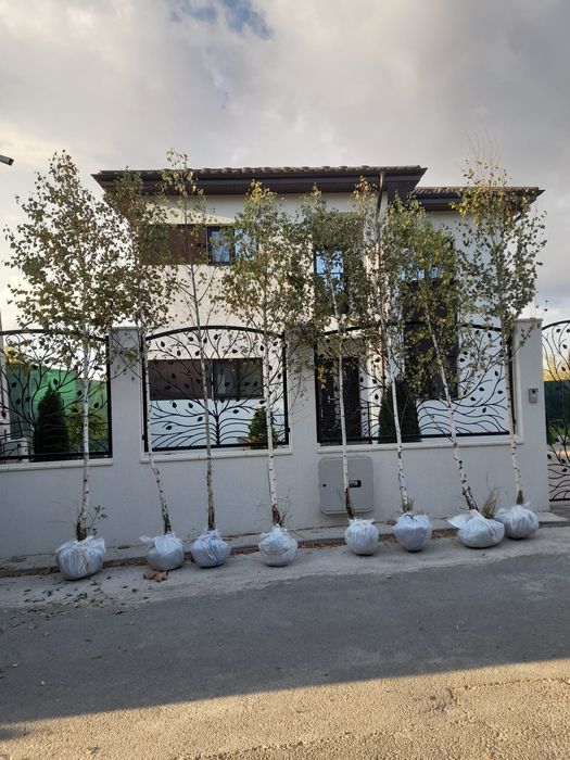 Mesteacăn tei leylandy tuia brazi platani stejar spirală gazon rulou