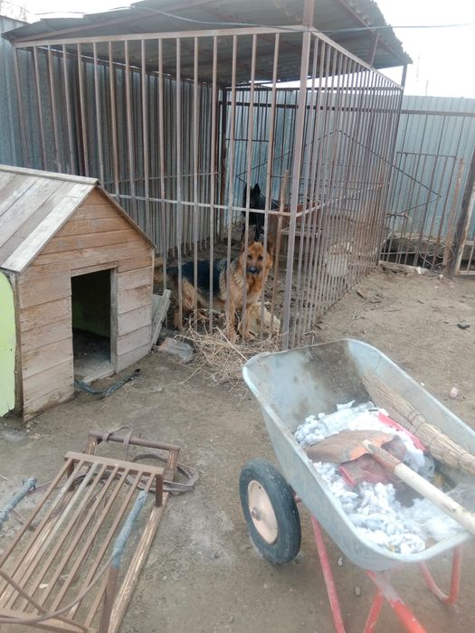 Немецская овчарка