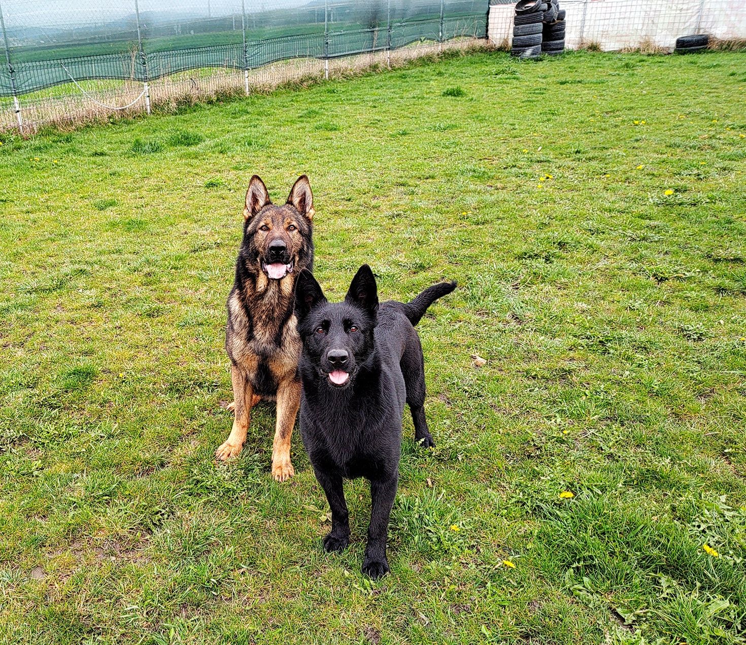 Pui ciobanesc german cu pedigree