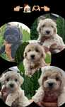 Pui Bichon 8 săptămâni