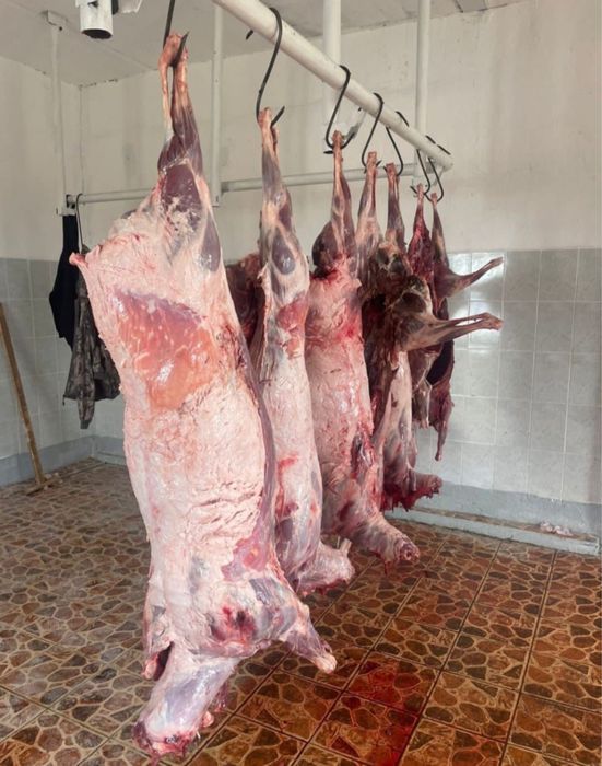 Мясо туша сайгака халал