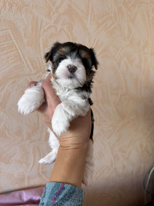 Бивер йоркширски териер