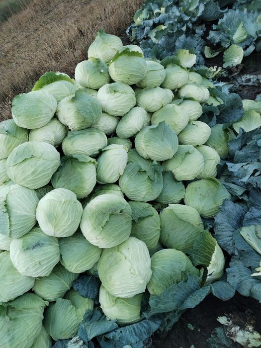 De vînzare varză plată pentru consum în stare proaspătă sau pt. murat.