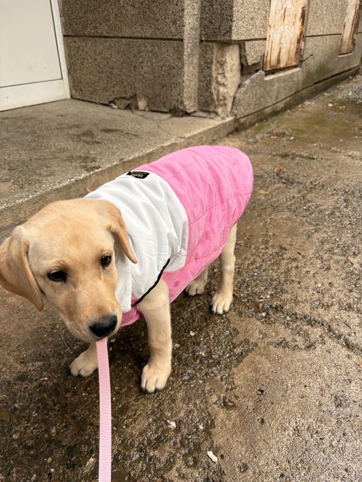 Голдън Ретривър