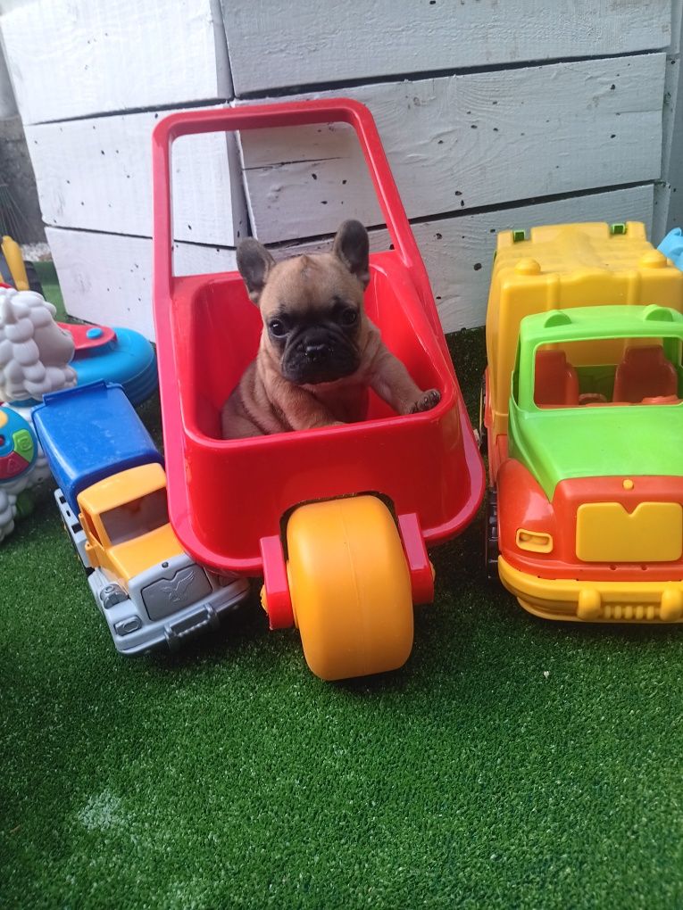 Френски булдог french bulldog