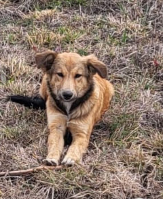 Catelusa pentru adoptie