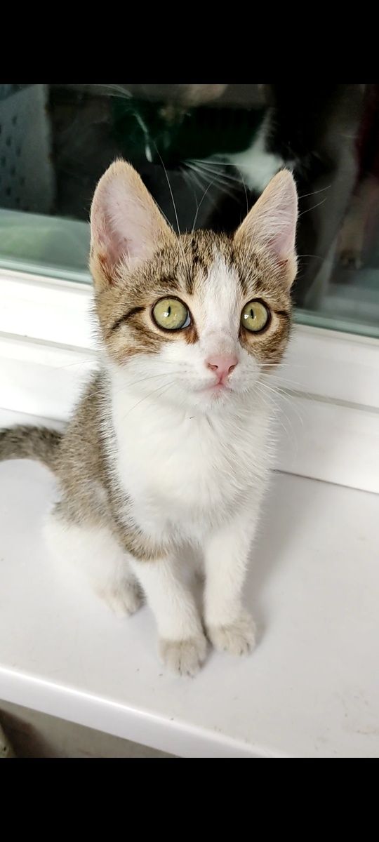 Котёнок девочка в добрые руки