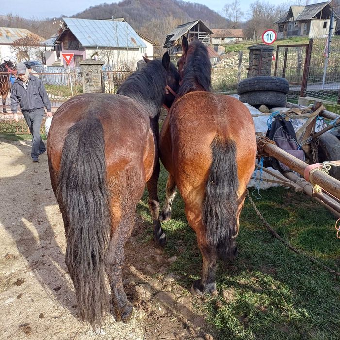Vand cârlan in varsta de 1 an si jumătate
