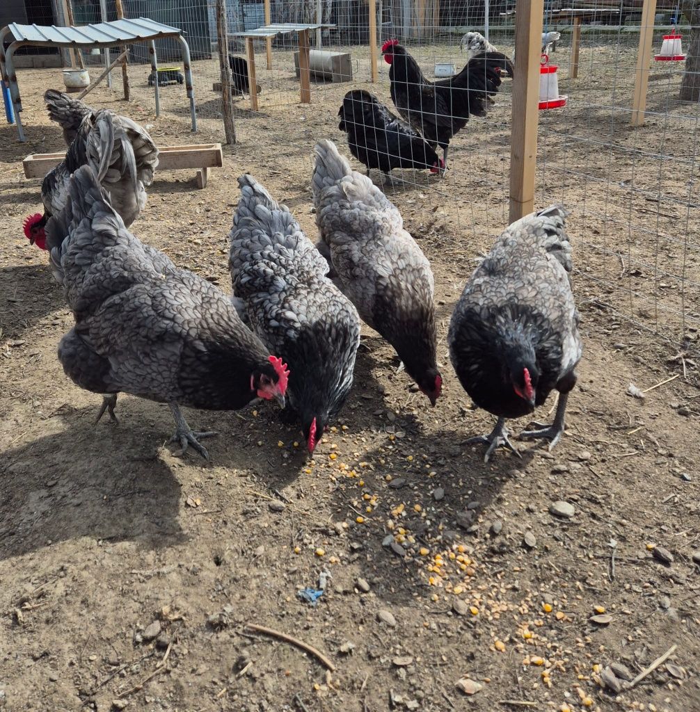 Oua australorp pentru incubat/splash,negru,albastru