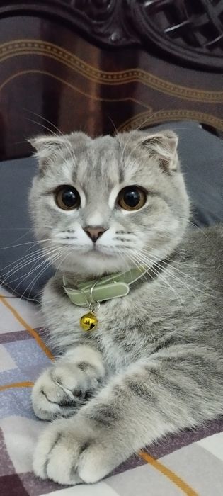 Продам кошку или котенок