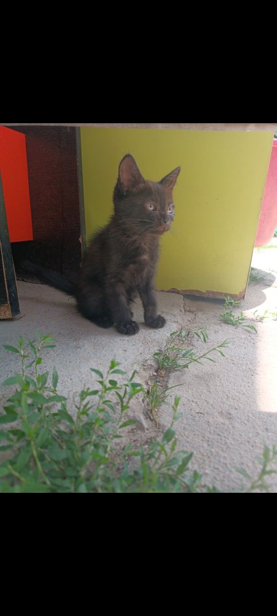 Котенок девочка ей два месяца