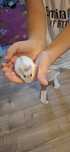 Donez Hamster pitic alb