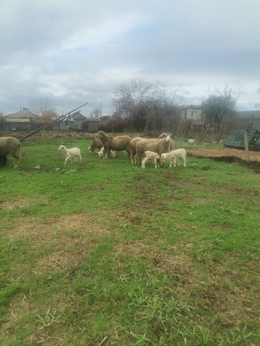 Vând 6 oi cu mei lângă ele