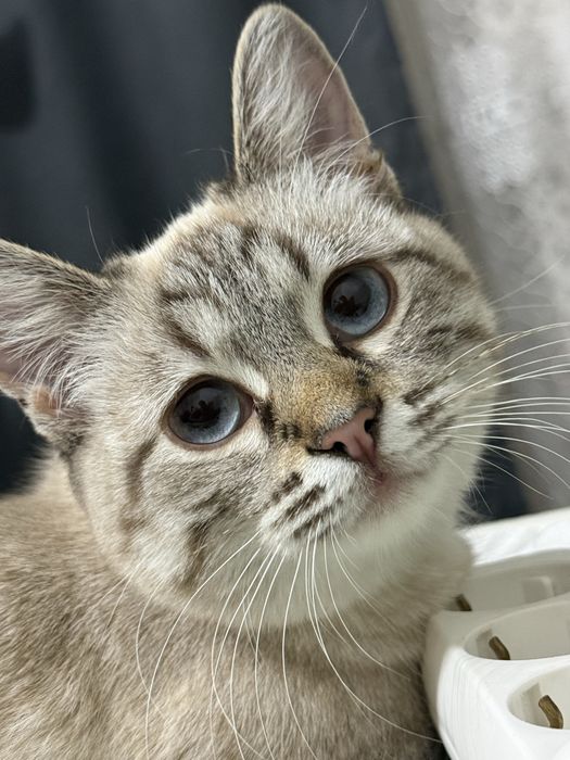 Ищу отвественных хозяев для тайской кошечки