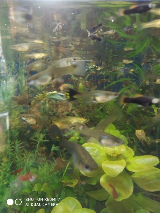 Продам взрослых гуппи!