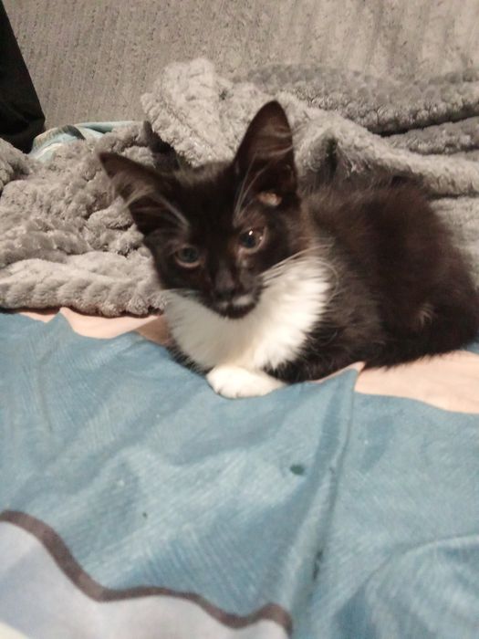 две девочки 4 мес в хорошие руки