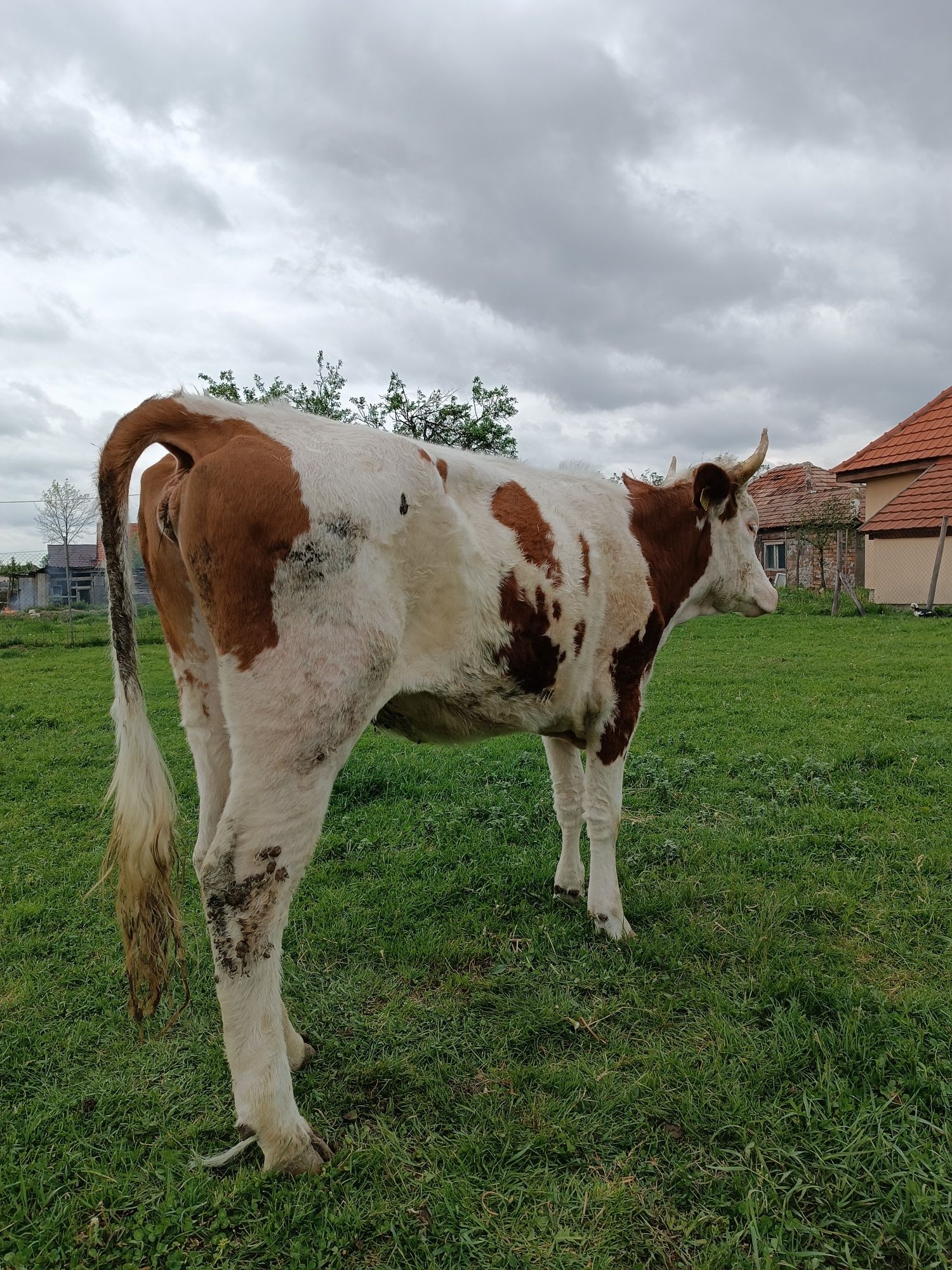 Vând juninca de 8 luni și juninca de un an și 9 luni deafata