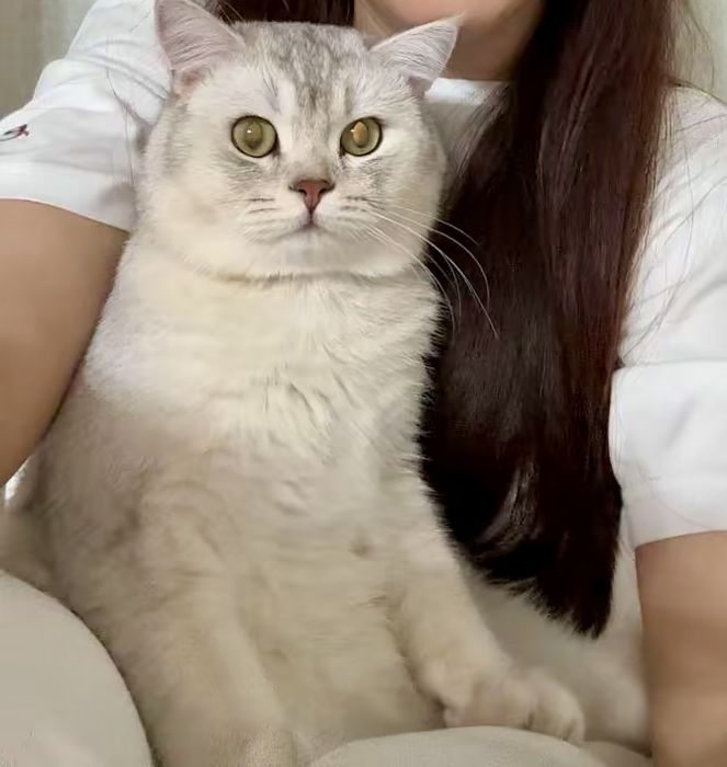 Baron qiz mushuklarni uchrashuvga taklif etadi  vyazka