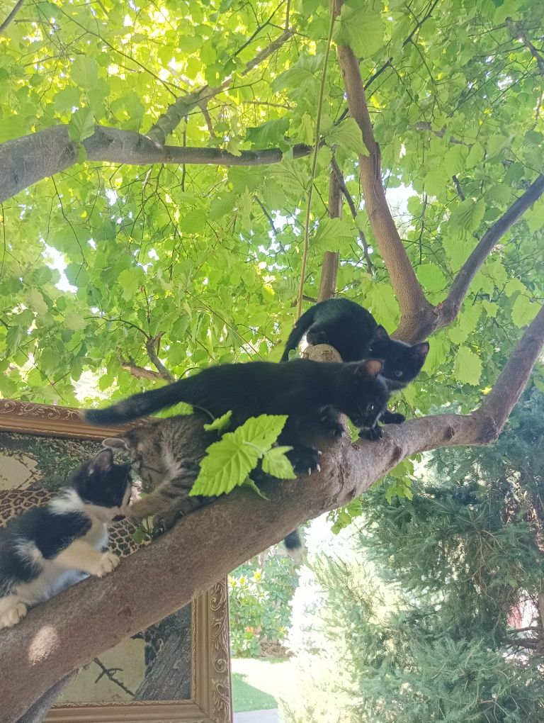 Котята отдам даром в добрые руки