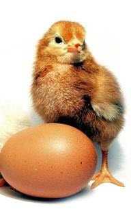 Инкубационное яйцо  Ломан браун