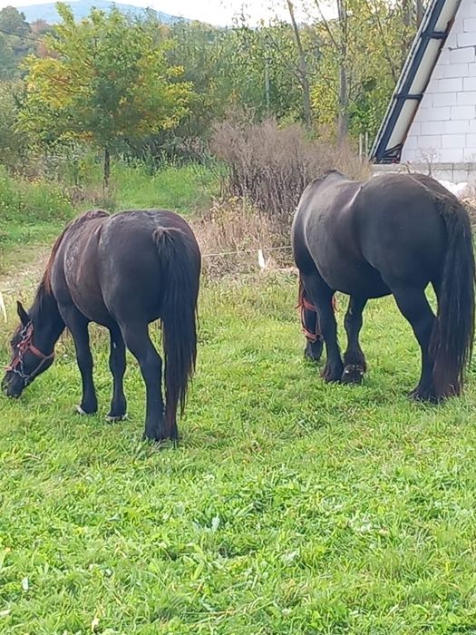Vând mânză de 2 ani