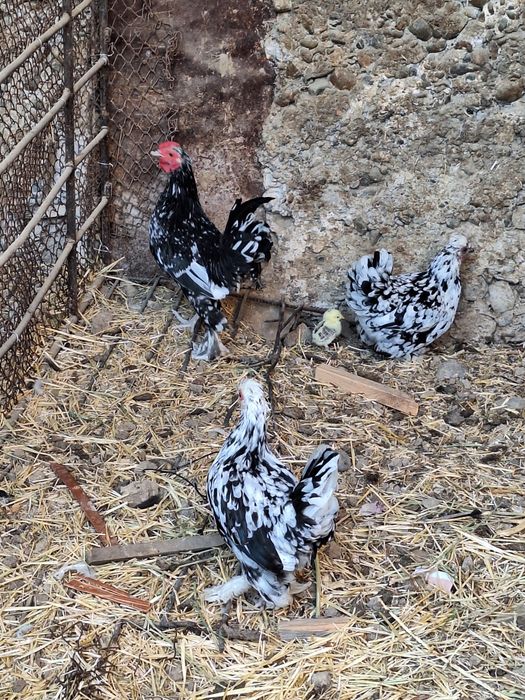 Продам  или обмен на кролики