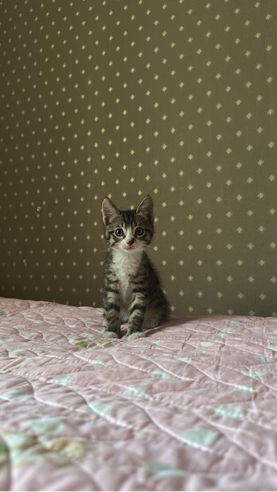 Котёнок в хорошие, добрые руки