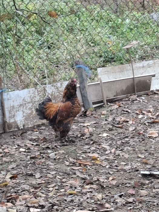 De vânzare cocoși pitici