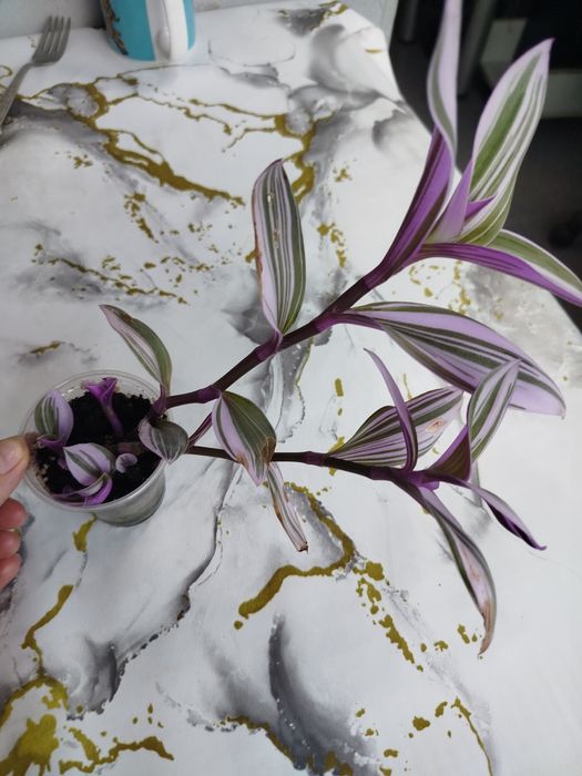 Продам традесканцию Нанук