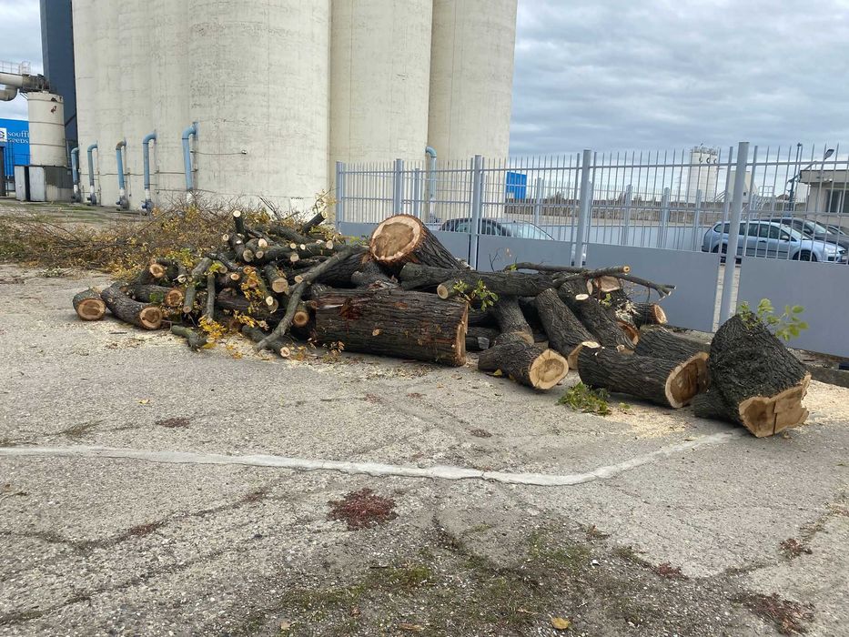 vand lemne de foc plop