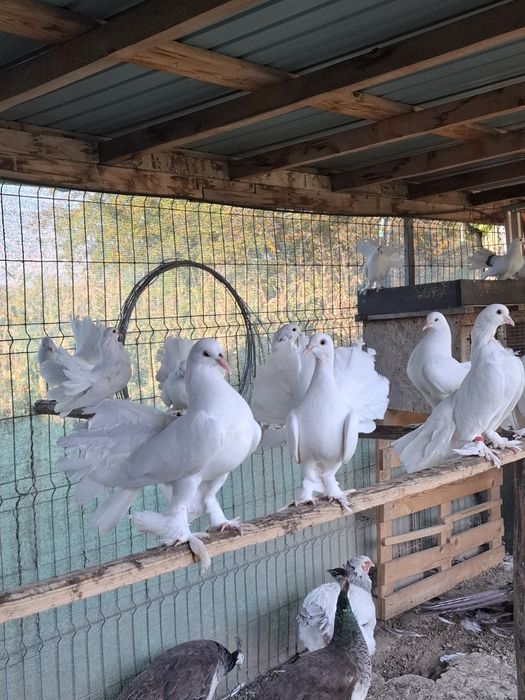 De vanzare voltati maghari!